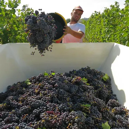 Borgo La Torre Alle Tolfe 住宿加早餐酒店 *