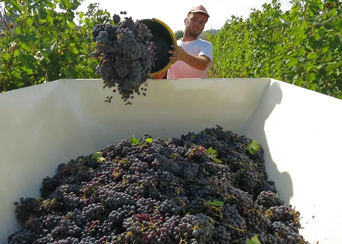 Borgo La Torre Alle Tolfe 住宿加早餐酒店 *