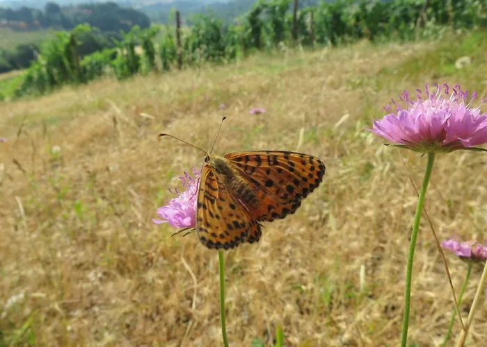 住宿加早餐酒店 Borgo La Torre Alle Tolfe 锡耶纳