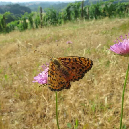 Bed & Breakfast Borgo La Torre Alle Tolfe Siena