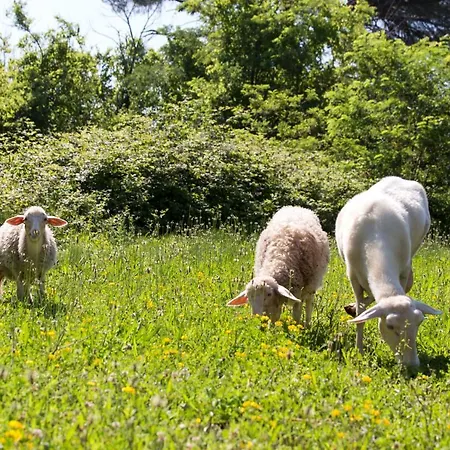 B&B Borgo La Torre Alle Tolfe *